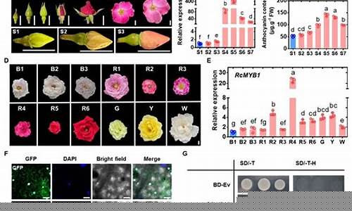 全球网络自由畅行（VyprVPN如何帮助突破地区限制）